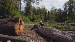 Best Tree Removal  in Valparaiso, IN