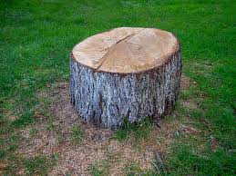 Best Storm Damage Tree Cleanup  in Valparaiso, IN