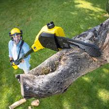 Best Fruit Tree Pruning  in Valparaiso, IN