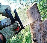 Best Root Management and Removal  in Valparaiso, IN