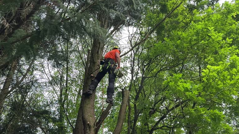 Best Tree Health Inspection  in Valparaiso, IN