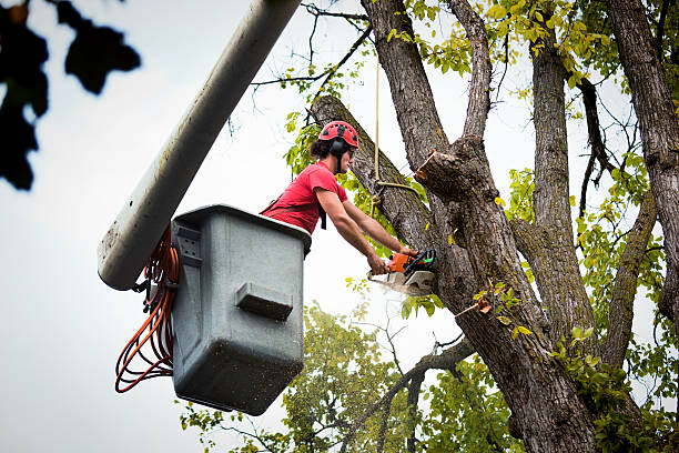 Best Stump Grinding and Removal  in Valparaiso, IN