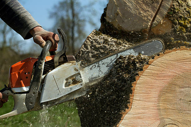How Our Tree Care Process Works  in  Valparaiso, IN