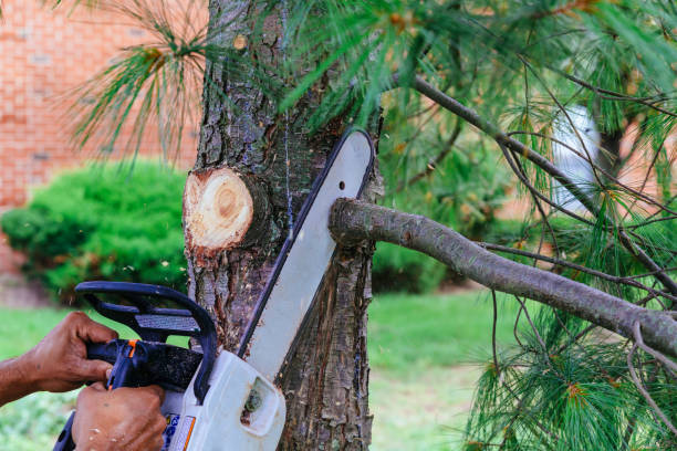 Best Hedge Trimming  in Valparaiso, IN